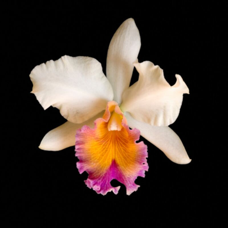 Cattleya