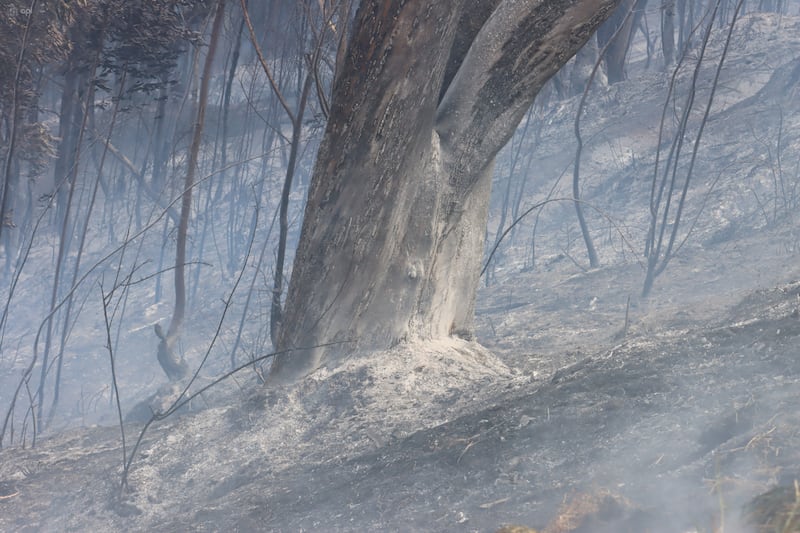 Incendio en el bosque de el Panecillo.