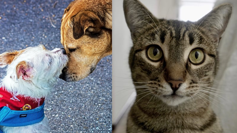¿Qué pasará si no registras a tus mascotas en Quito? Esta es la sanción