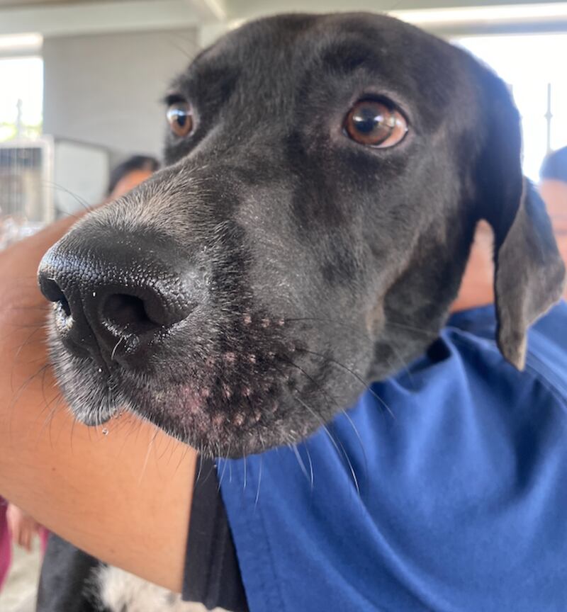 Animales rescatados de la Penitenciaría del Litoral.