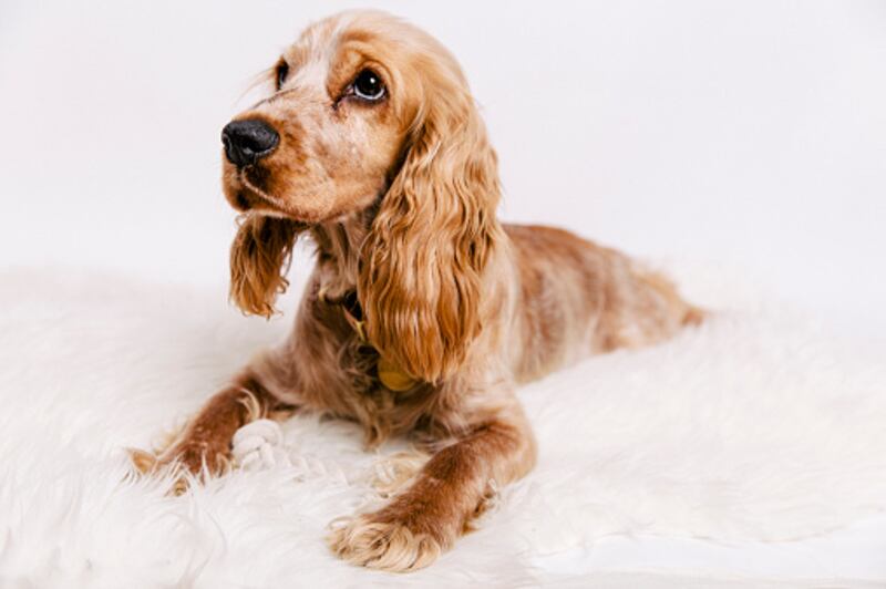 Cocker spaniel inglés