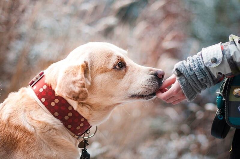 Las palabras clave que le dices a tu perro, y la felicidad que sienten.