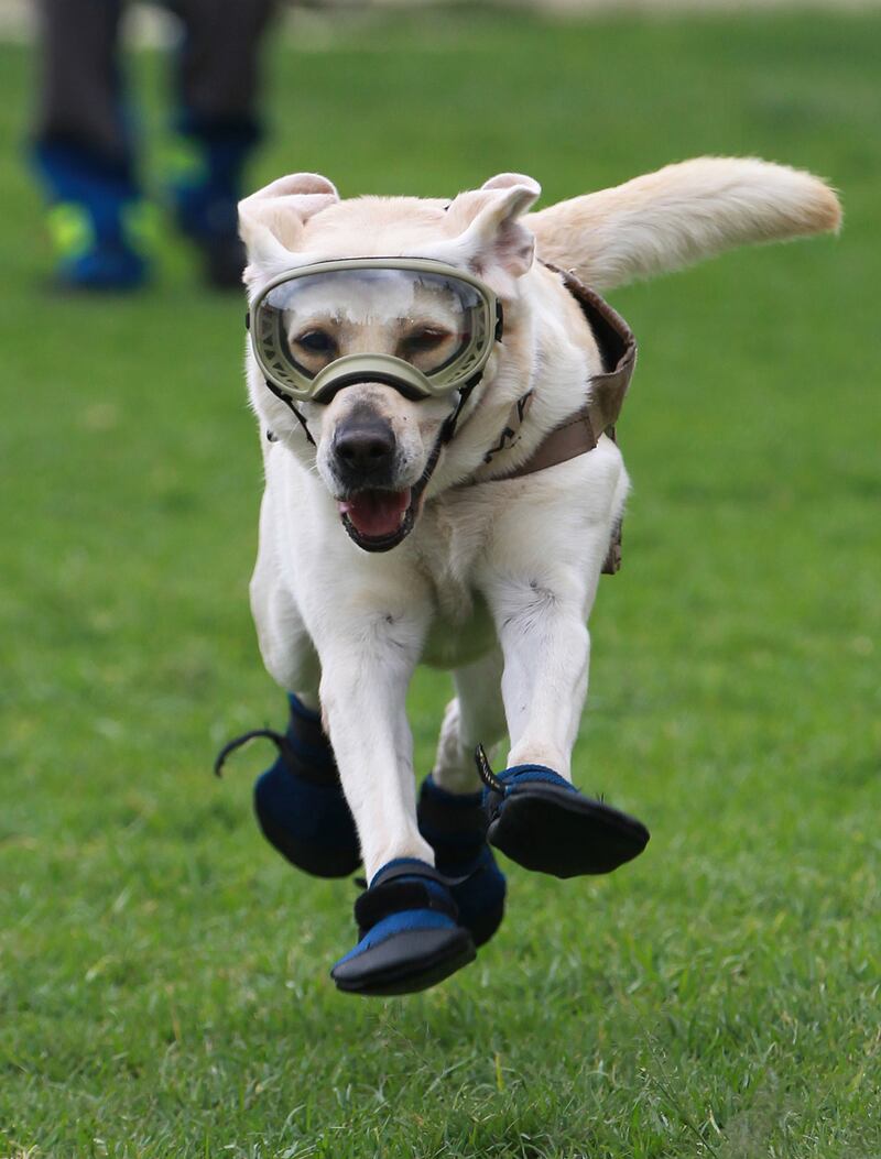 Fotografía de archivo del 29 de septiembre de 2017, de la perra rescatista Frida, en Ciudad de México (México). A los 13 años de edad, murió este martes la canino rescatista, Frida, que se inmortalizó en el corazón de los mexicanos por su labor en los terremotos de septiembre de 2017, en México. EFE/Mario Guzmán ARCHIVO