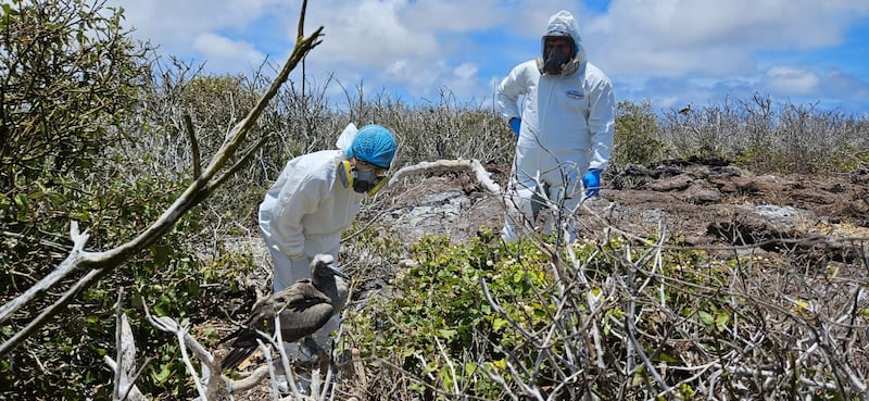 Acciones y toma de muestras ante la  gripe aviar en Galápagos