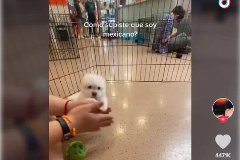 El perrito es adorable