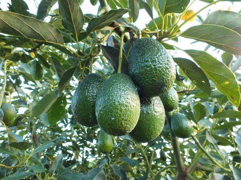 Aguacate ecuatoriano.