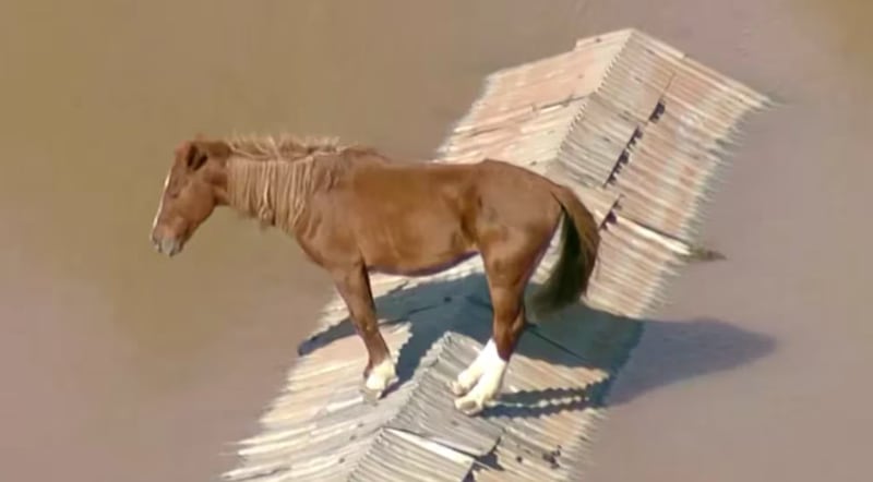 Caballo atrapado en las inundaciones de Brasil