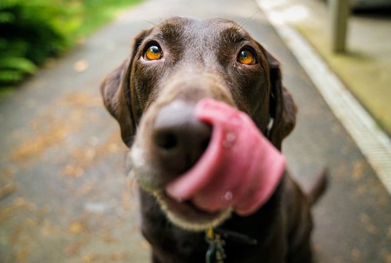 Lo mejor es que los perros se alimenten con comida especial para ellos