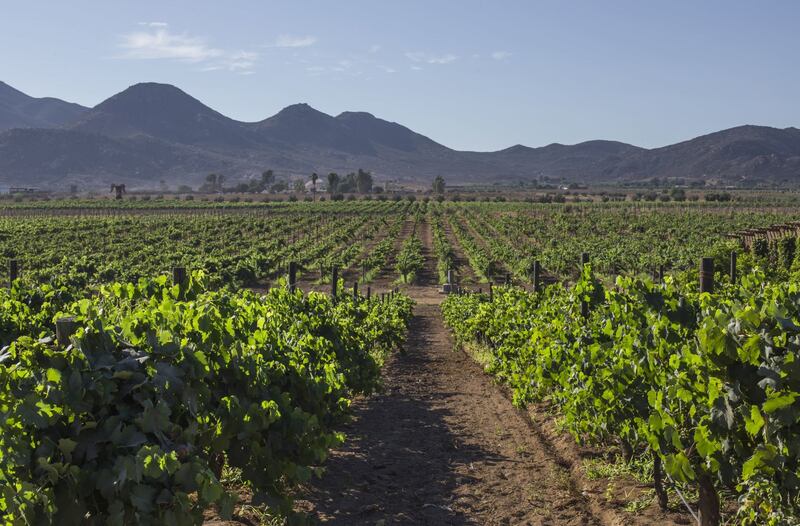 Conoce el vino mexicano que entreteje innovación y tradición en sus etiquetas