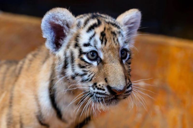 Cachorro de tigre |Foto: Referencial