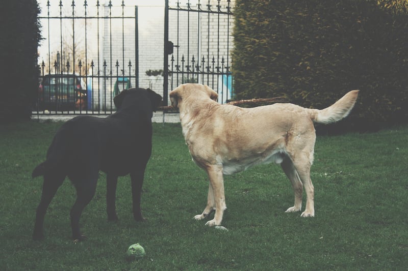 Síndrome de Noé: acumulación de animales