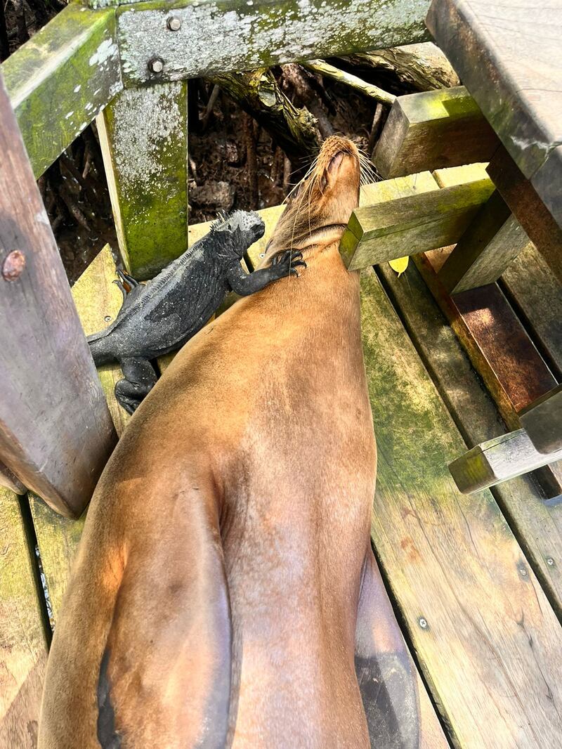 Una iguana marina junto a un lobo marino en Concha de Perla- Isla Isabela