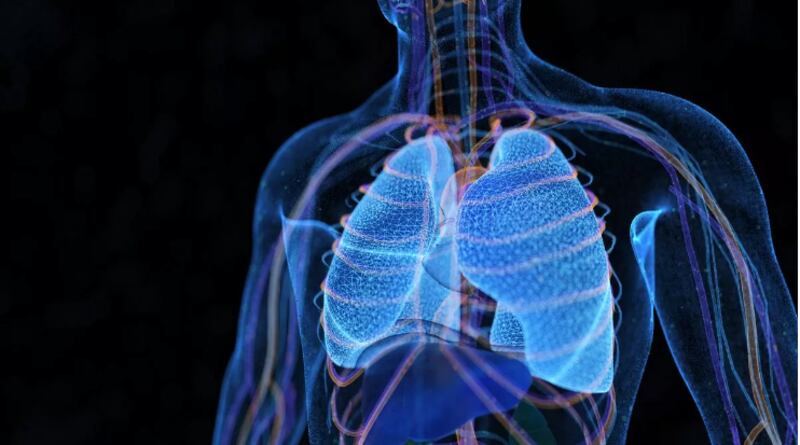 El saco alrededor de los pulmones contiene células vitales que se alimentan de virus.