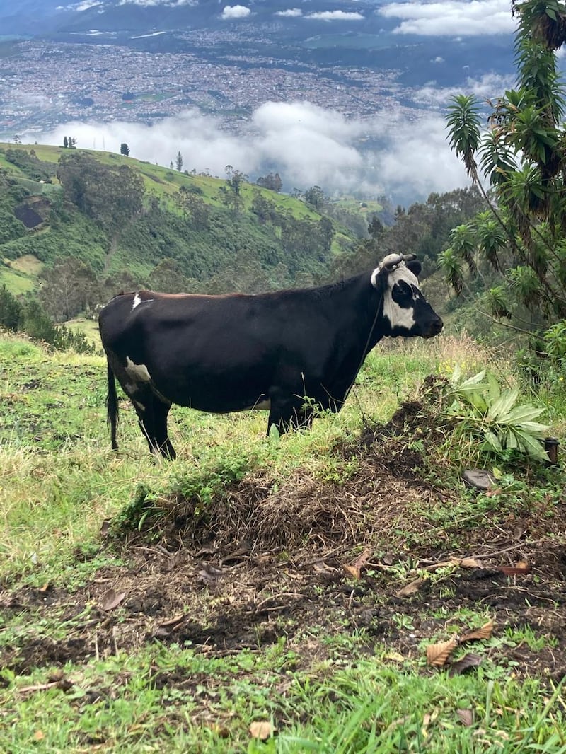 Las últimas fotos que Juan Valdiviezo captó antes de ser hallado sin vida en el Taita Imbabura. Imagen: Cortesía