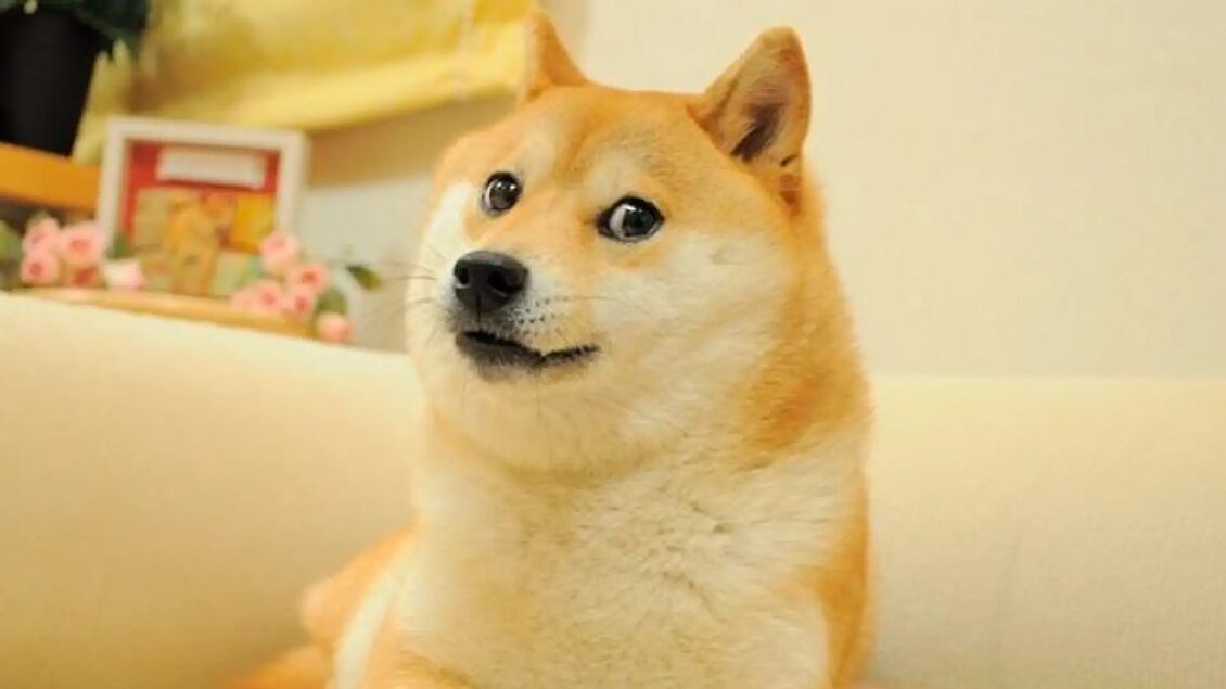 Muere Kabosu, el popular perro de los memes y rostro de una criptomoneda