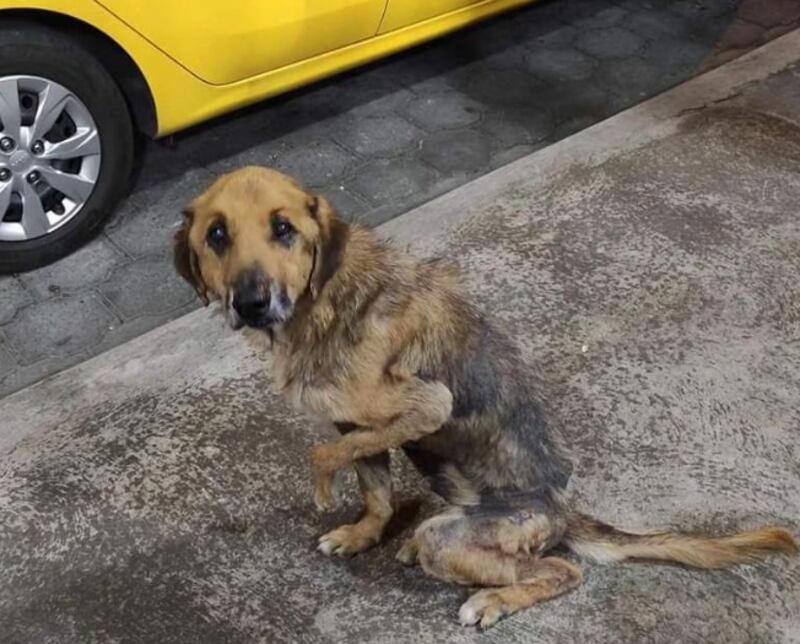 Perro rescatado de LUCKY BIENESTAR ANIMAL