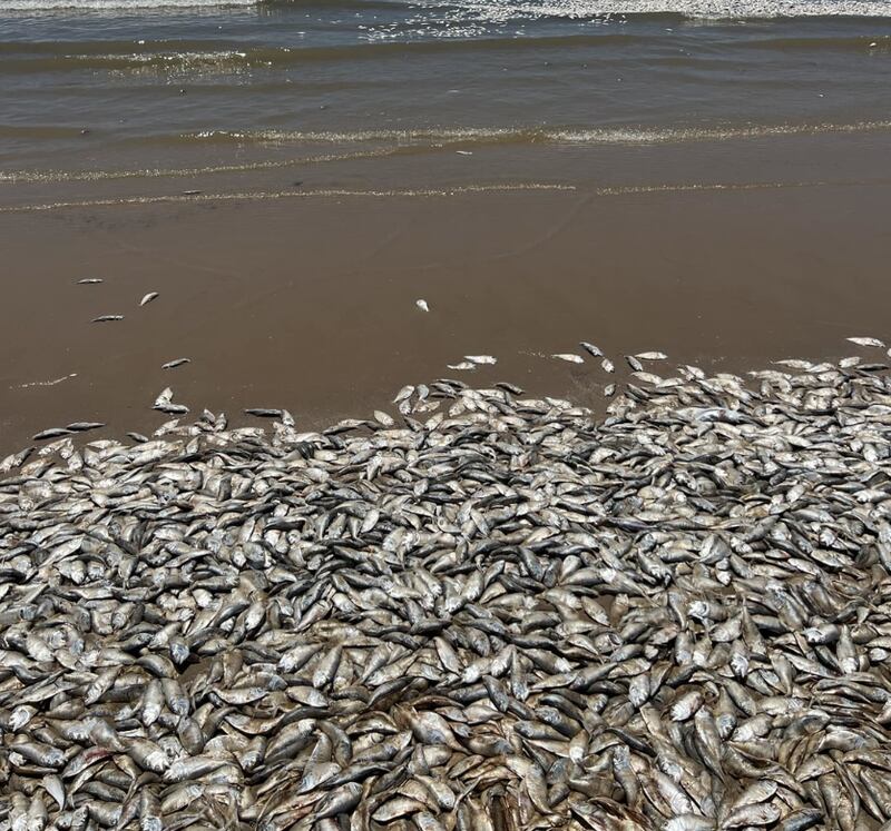 Miles de peces muertos en playa de Texas