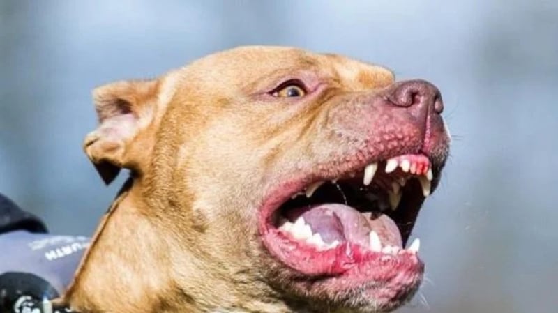 Una anciana quedó en estado crítico tras ser atacada por su perro pitbull