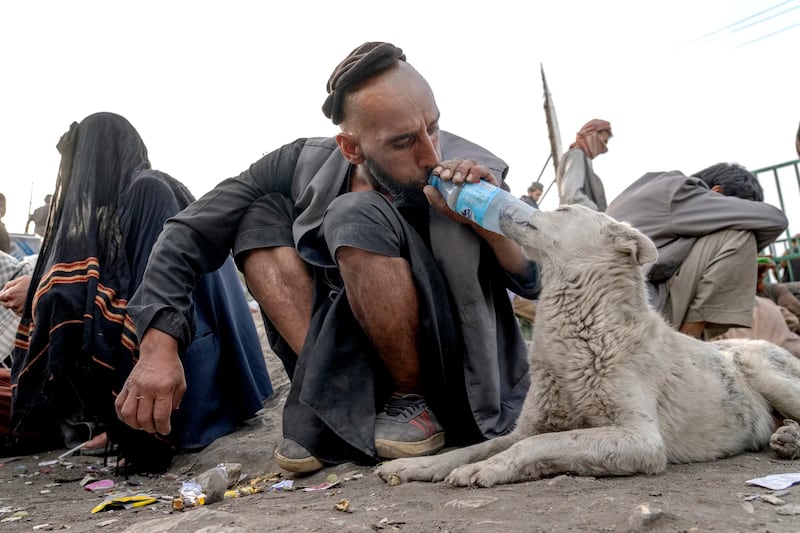 Las mascotas también están sufriendo