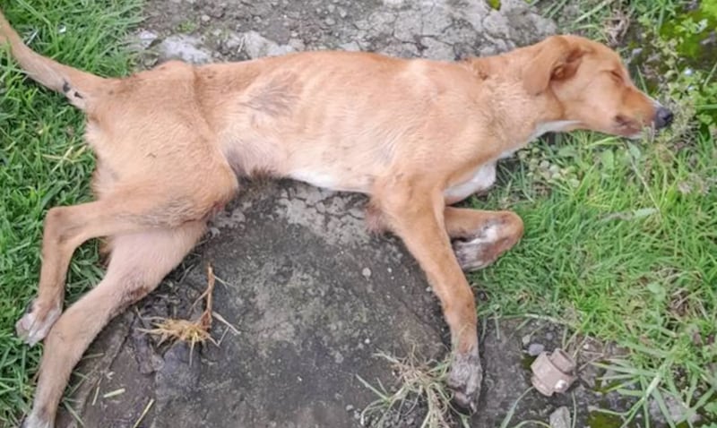 Rescatan a un perro víctima de abuso sexual en Quito