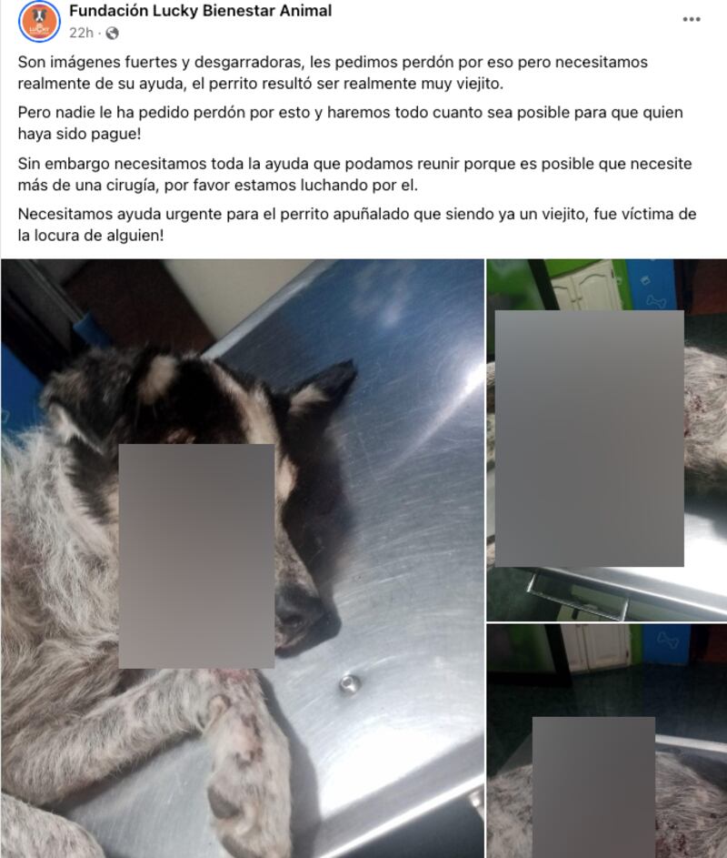 ¡Indignante! Perrito fue agredido con un cuchillo en el Valle de Los Chillos.