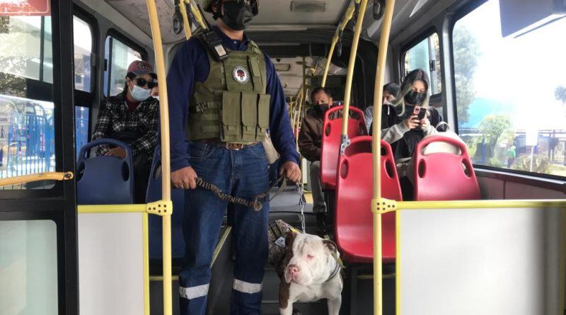 ¡Adoptaron a perritos callejeros! En el Trole y la Ecovía los verás parte del grupo de vigilancia