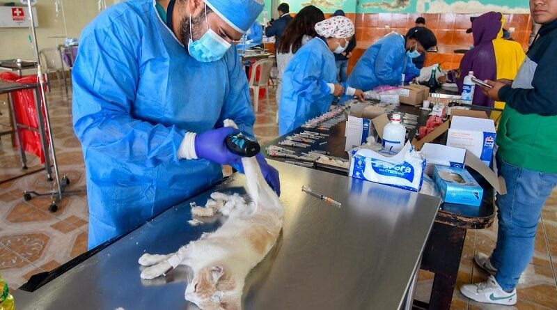 250 animales de compañía fueron esterilizados en Guamaní Alto