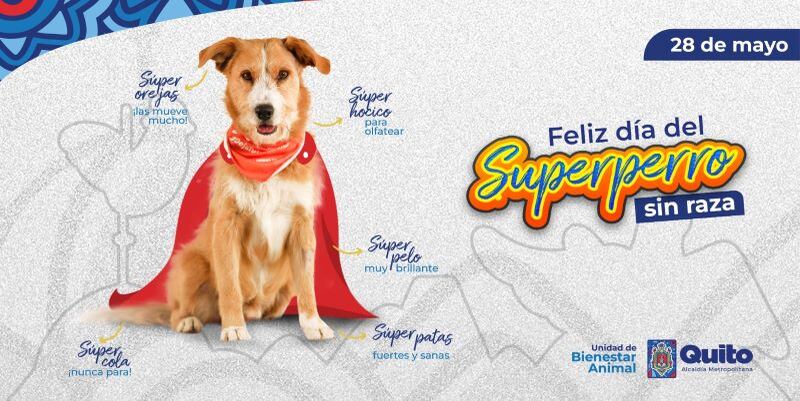 La UBA celebra el día mundial del ‘perro sin raza’