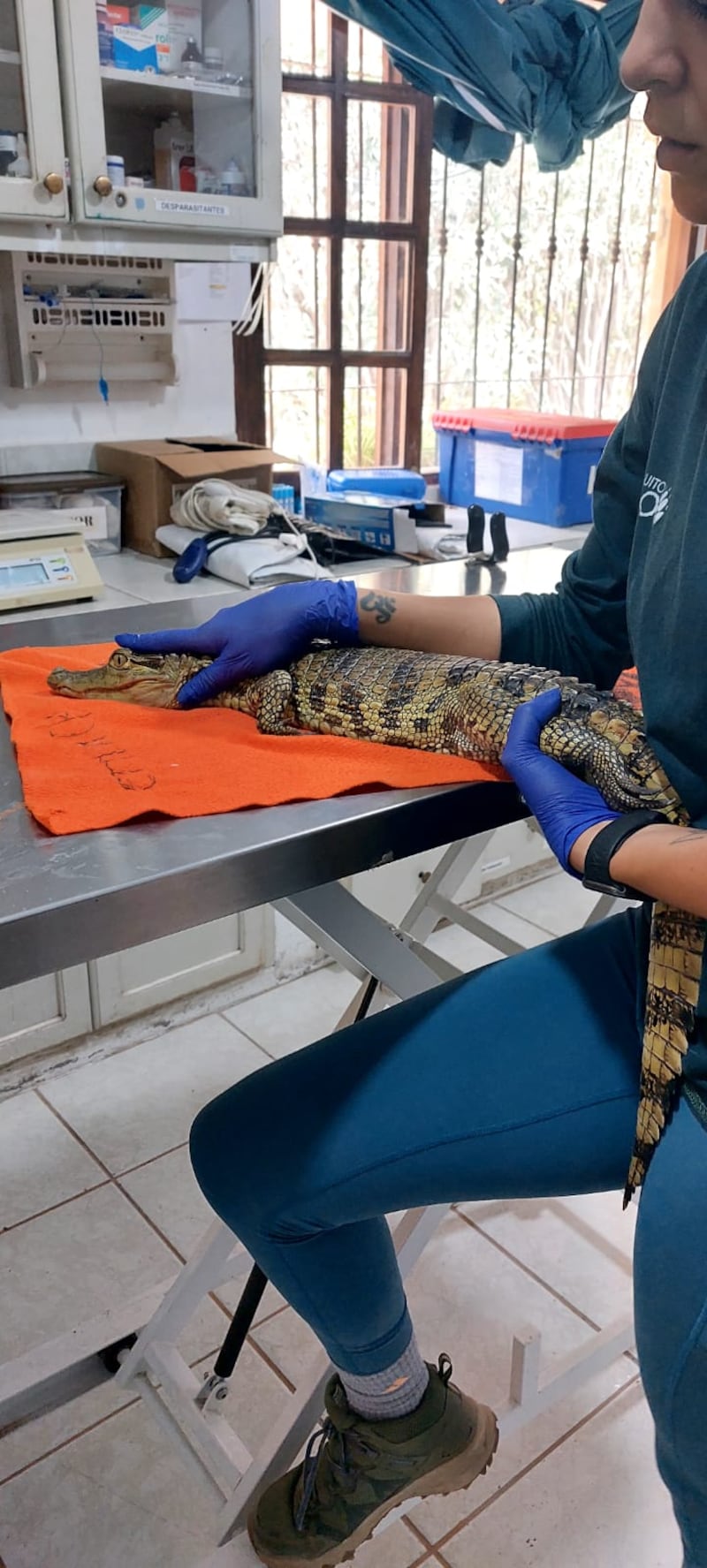 Animales hallados en fábrica de cerámica de Quito