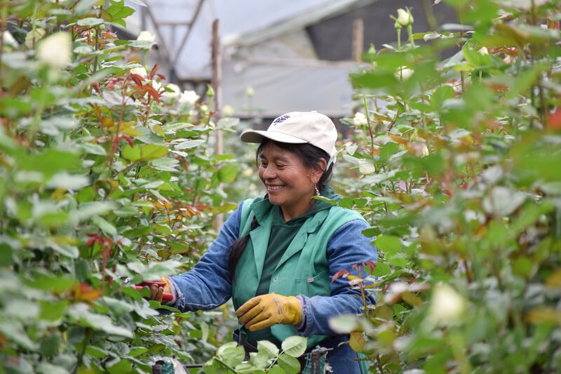 Sector florícola de Ecuador