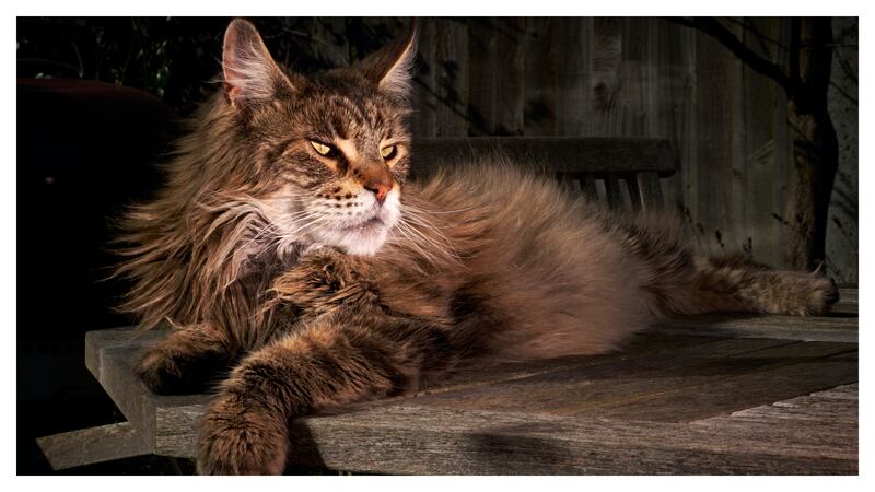 Main coon, el gato más grande del mundo.