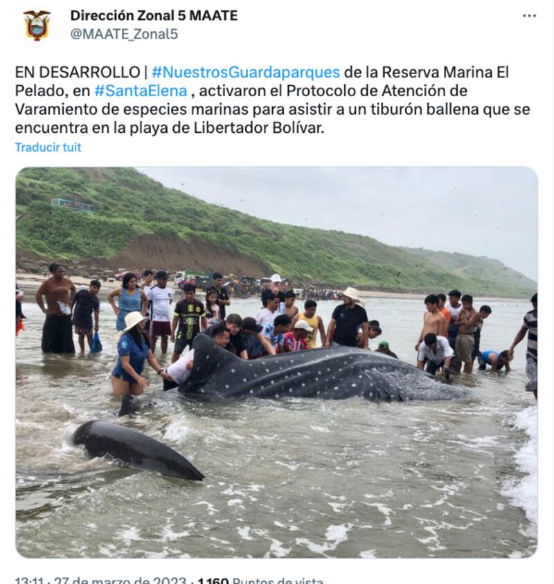 Tiburón Ballena