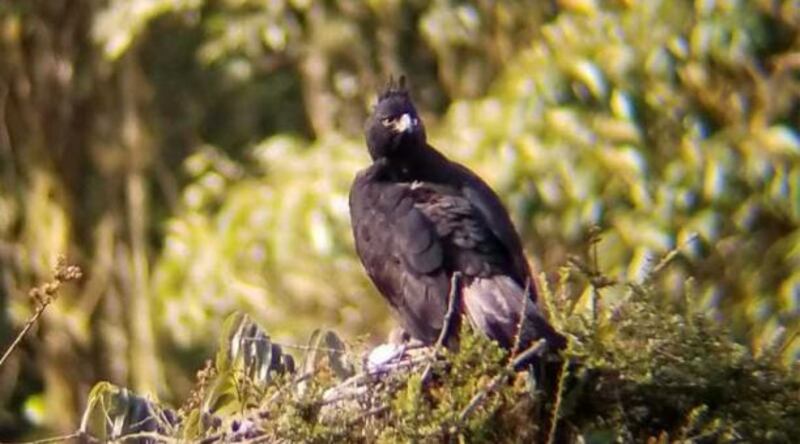 Águila Andina