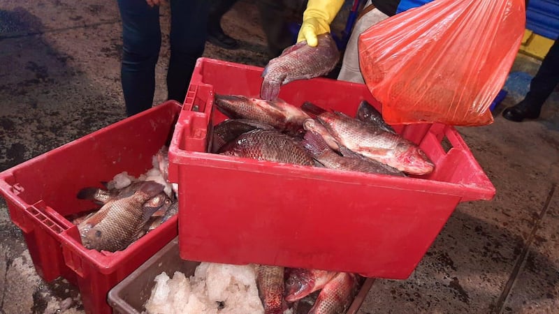 Pescado que era vendido dentro de una vulcanizadora