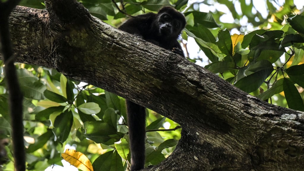 Monos aulladores caen muertos de los árboles por temperaturas extremas en México