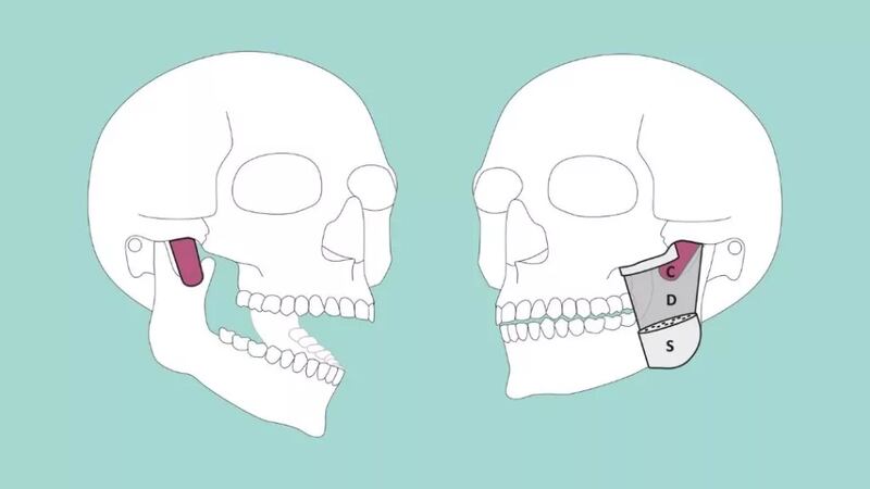 Descubrieron una nueva parte del cuerpo humano