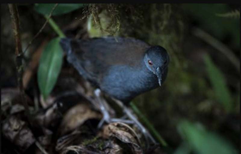 Pachay de Galápagos