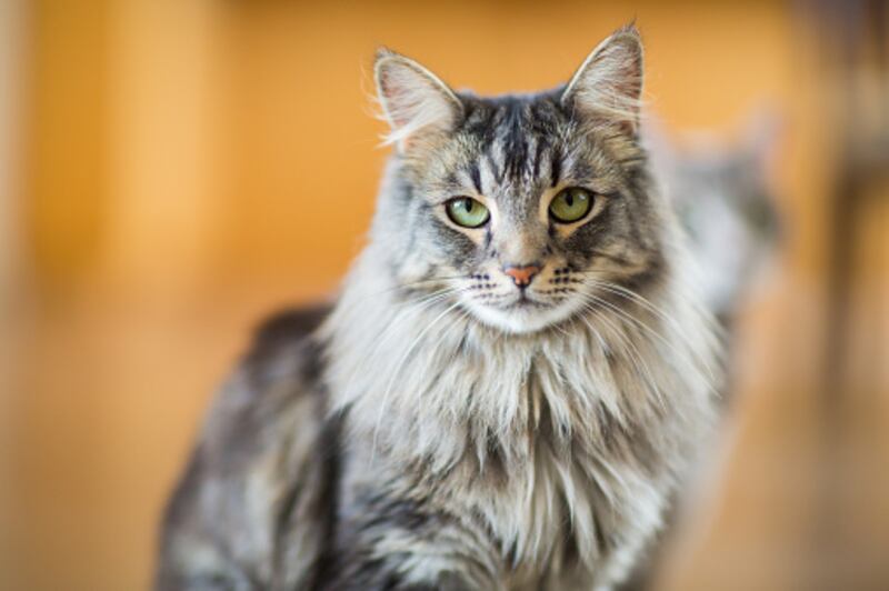 Maine Coon