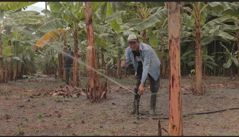 9.383 hectáreas rehabilitadas en Chone, Manabí.