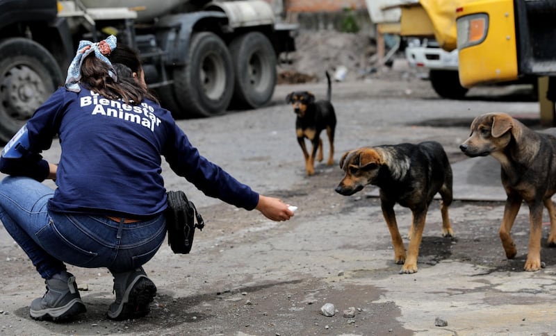 La UBA rescató a 48 canes en condición de hacinamiento extremo. Imagen: UBA