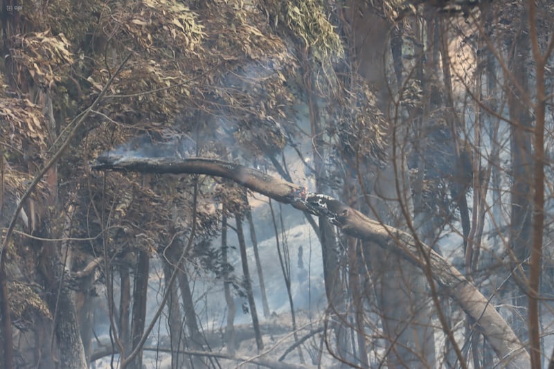 Incendio en el bosque de el Panecillo.