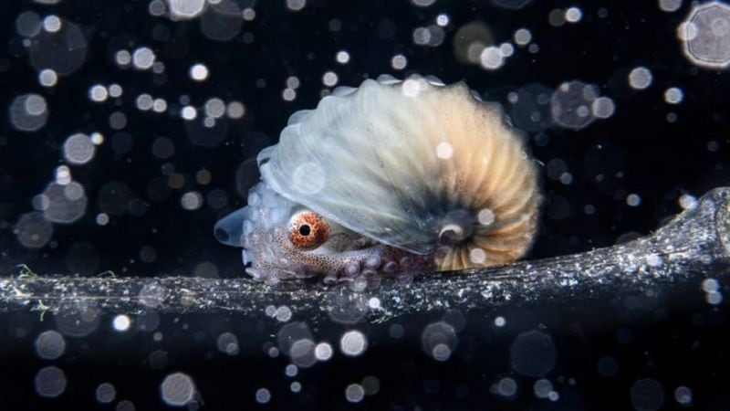 JIALING CAI/OCEAN PHOTOGRAPHER OF THE YEAR