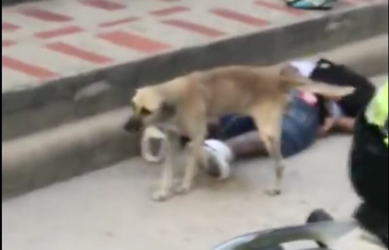 VIDEO: perrito orinó a ladrón que fue detenido por robarse un celular.
