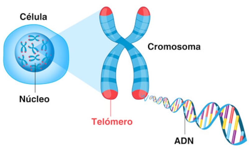 Telomero