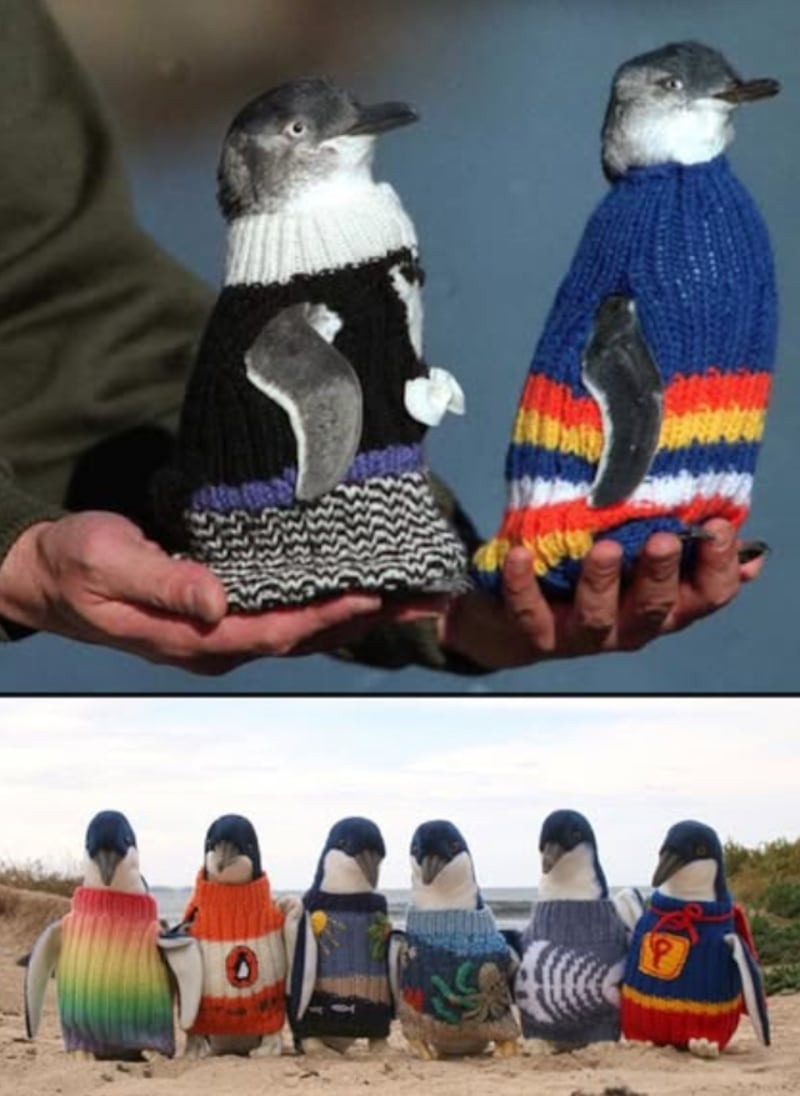 Chalecos para pingüinos.