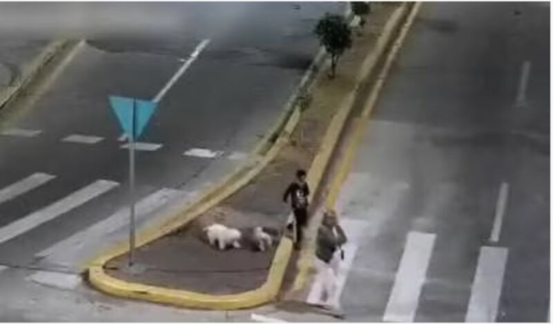 Una mujer que caminaba con su hijo y dos perritos intentó lanzarse de un puente en Ambato