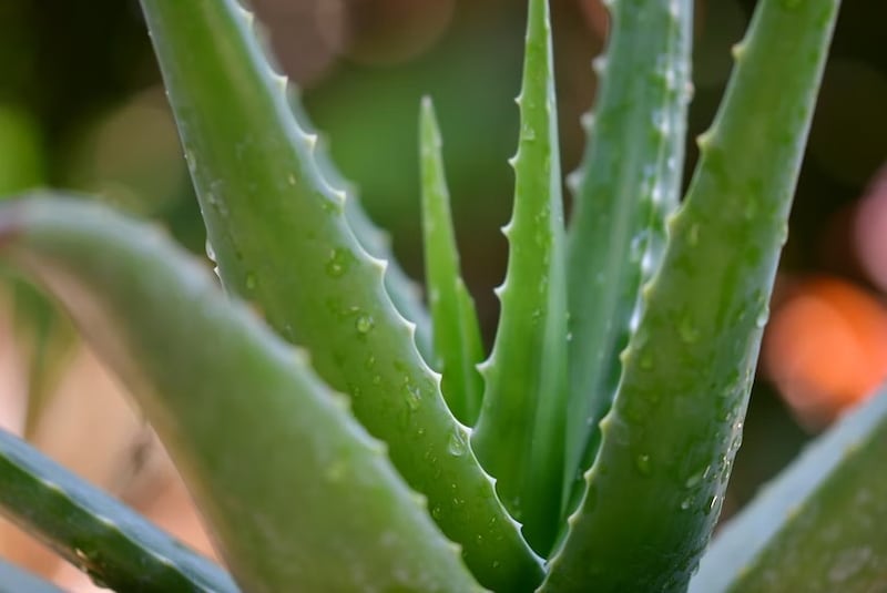 El aloe vera es muy beneficioso por sus nutrientes