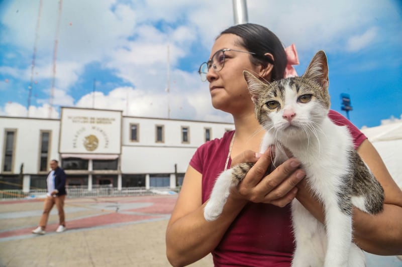 Día Internacional del Gato