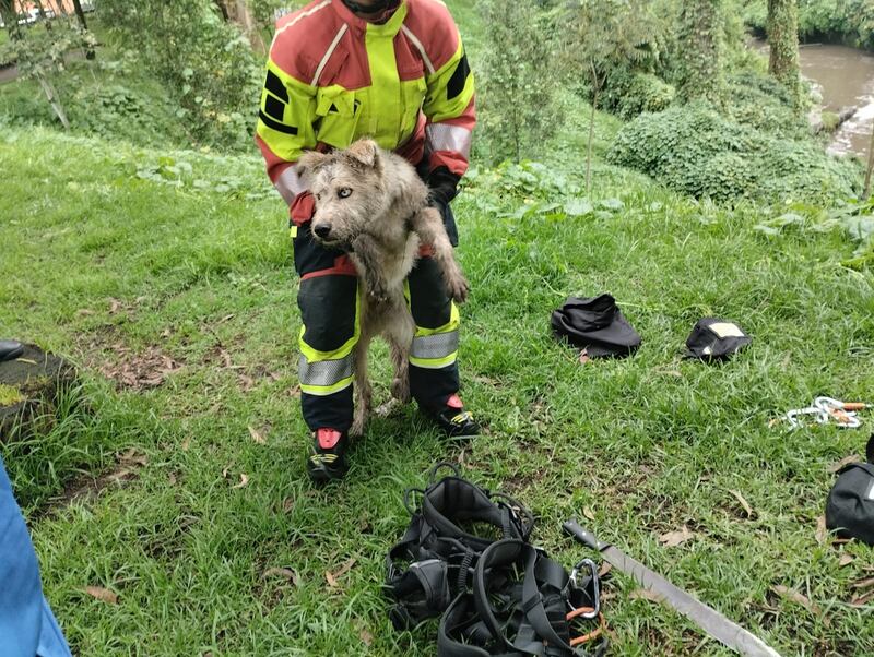 El final feliz de un perrito que cayó en una quebrada en el sur de Quito