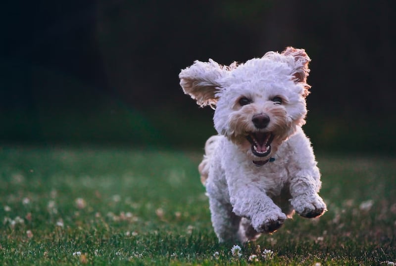 Todos aman los videos de mascotas en redes sociales